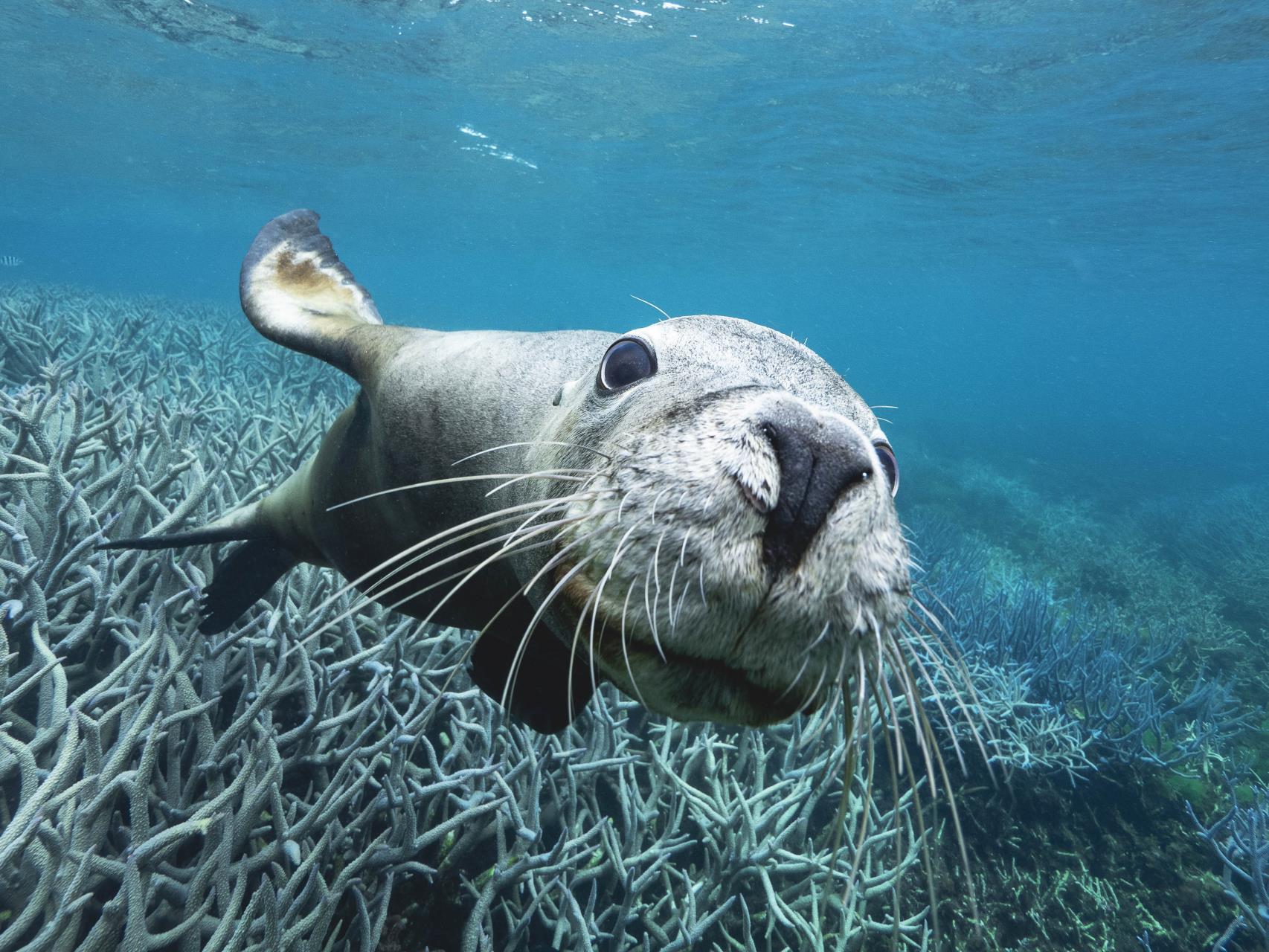 Seal at the Abrolhos Islands