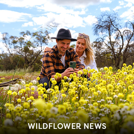 Wildflower news