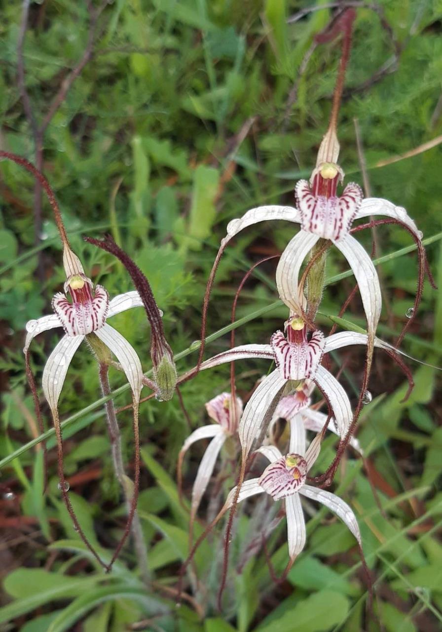 Spider Orchid