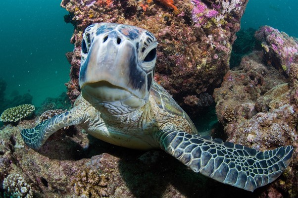 Exmouth Dive & Whalesharks Ningaloo - Inquisitive Turtle