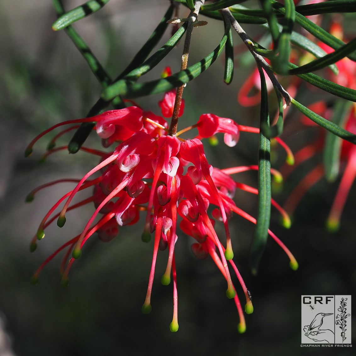 Grevillea