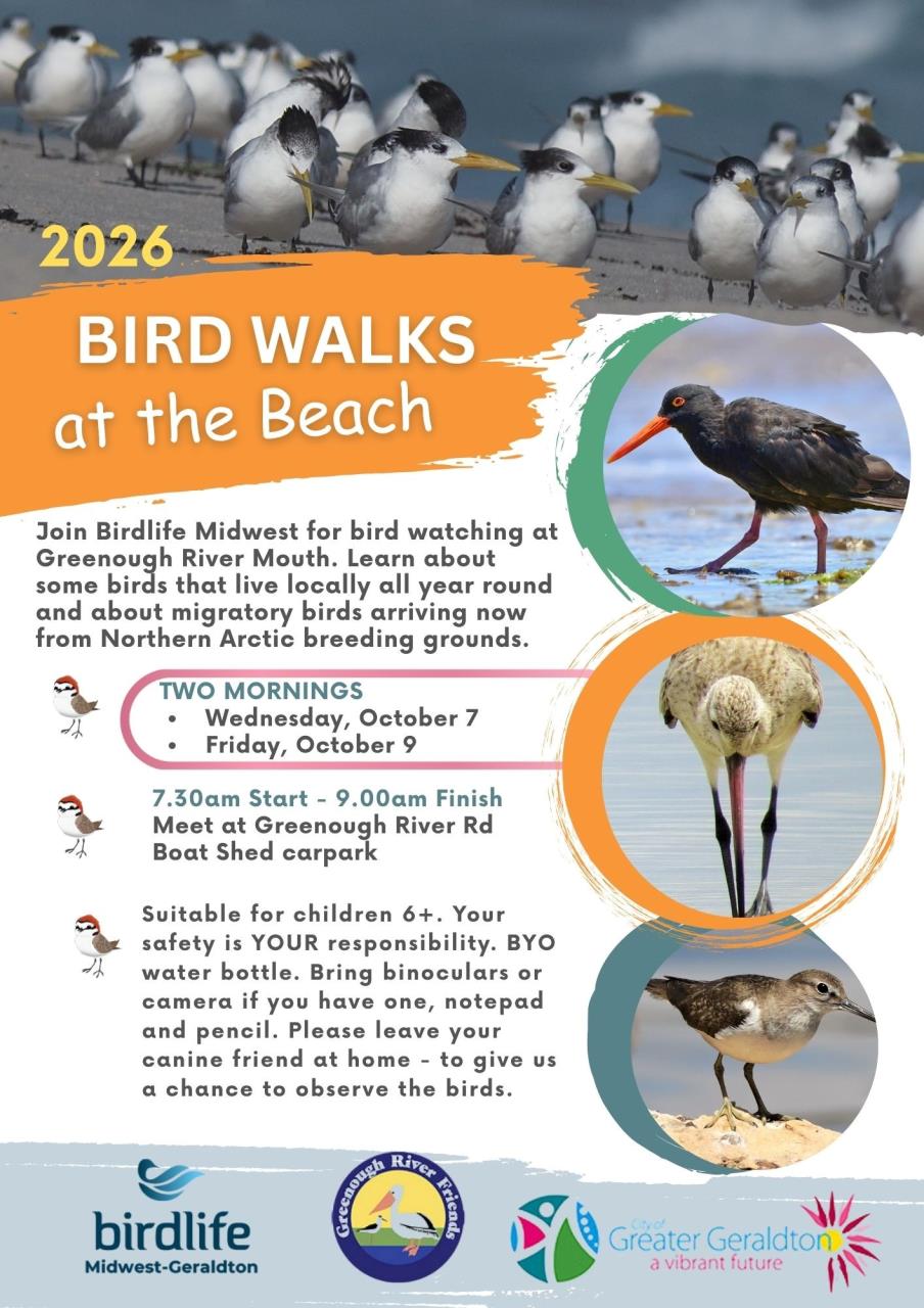 Bird Walks at the Beach