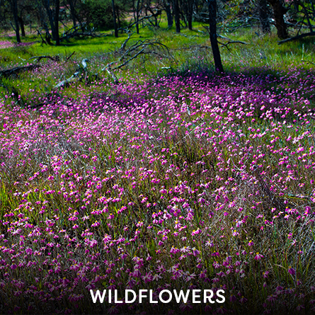 Where the Wildflowers Are