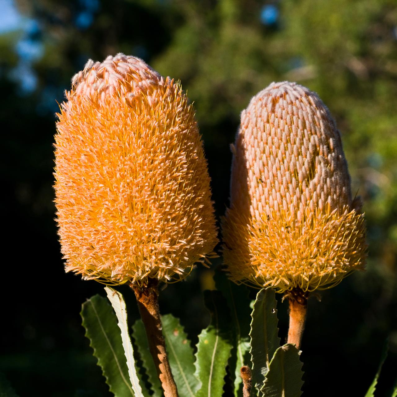 Banksia 