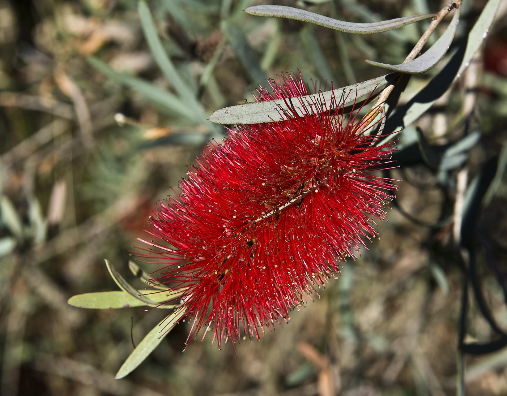 Bottlebrush