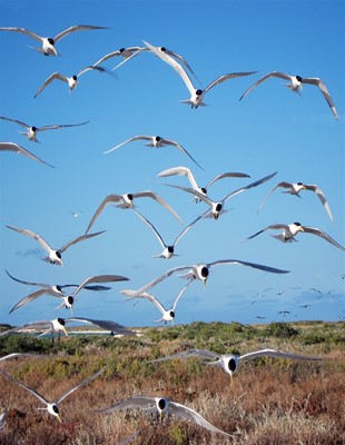Eco Abrolhos Cruises - Terns at Wooded Island