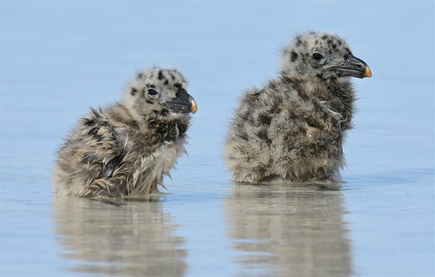 Eco Abrolhos Cruises - Juvenile Pacific Gulls