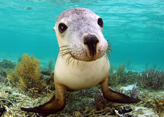Eco Abrolhos Cruises - Snorkelling with Sea Lions is a