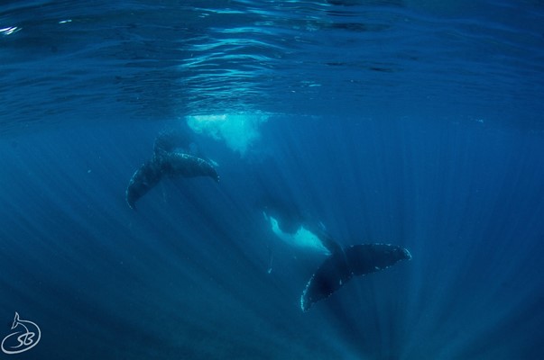 Exmouth Dive & Whalesharks Ningaloo - Humpback whales at play