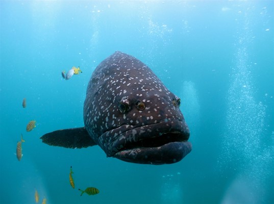Exmouth Dive & Whalesharks Ningaloo - Curious Cod