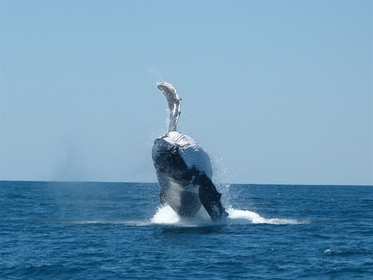 Exmouth Dive & Whalesharks Ningaloo - Aerial Humpback