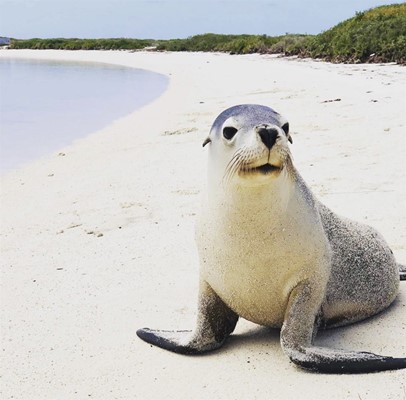 Abrolhos Adventures - Sea Lions at the Abrolhos Islands