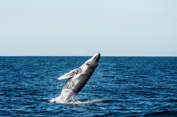 Abrolhos Adventures - Whale Watching onboard 'MV2000'
