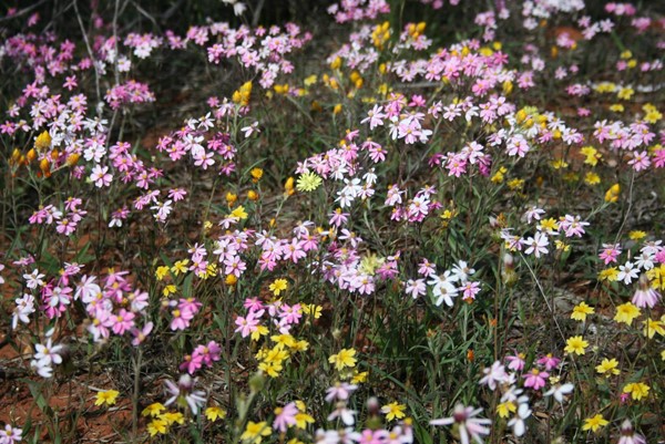 Wild about wildflowers