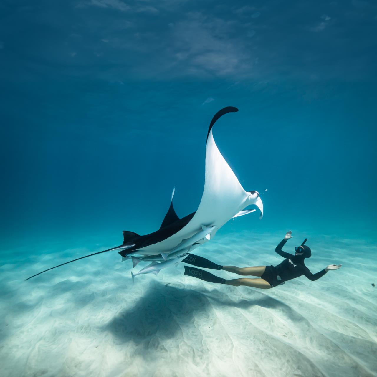 Ocean Film Festival World Tour 2024