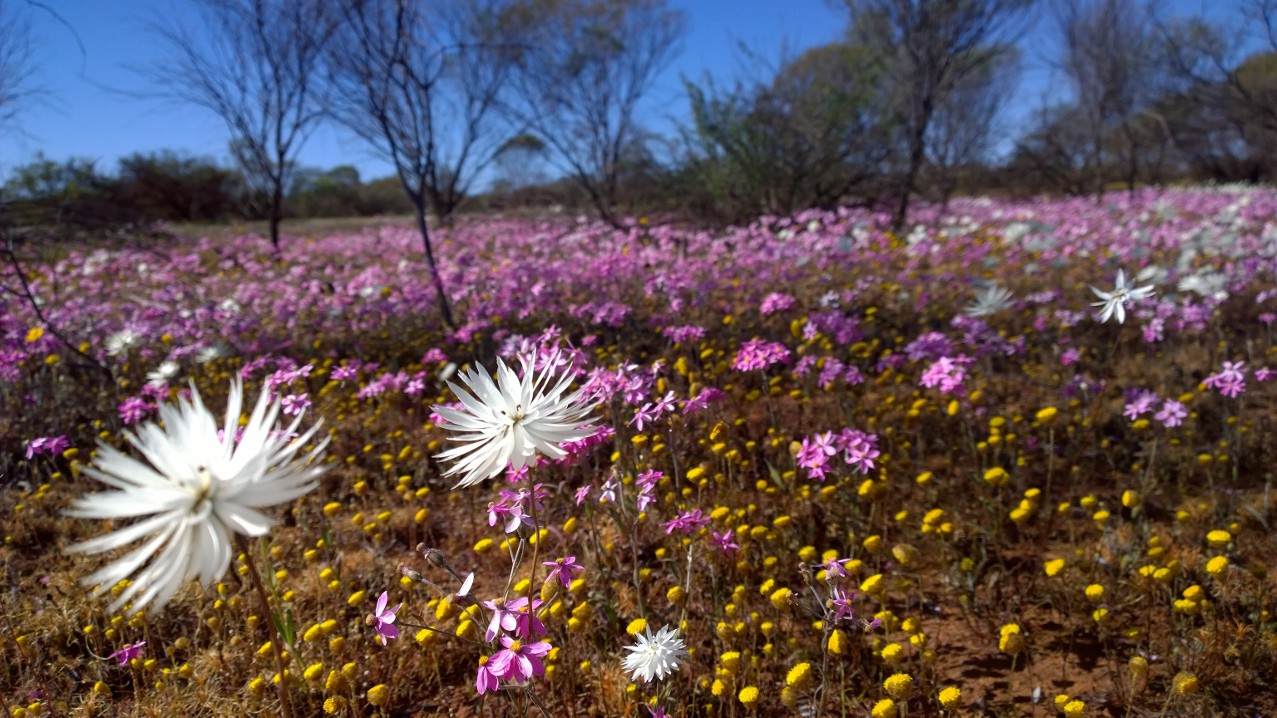 Wildflowers and more in Mullewa
