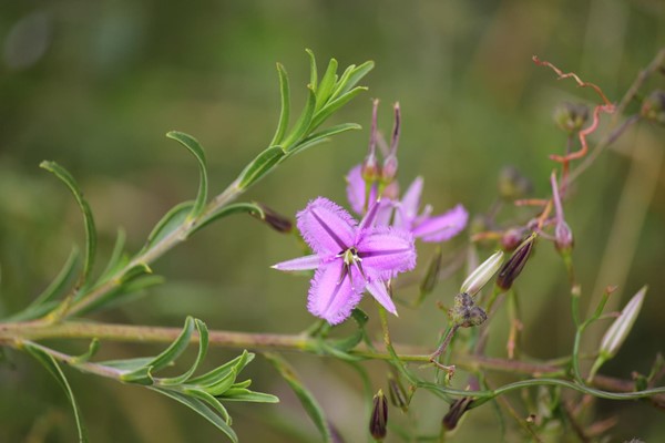 Our wildflowers